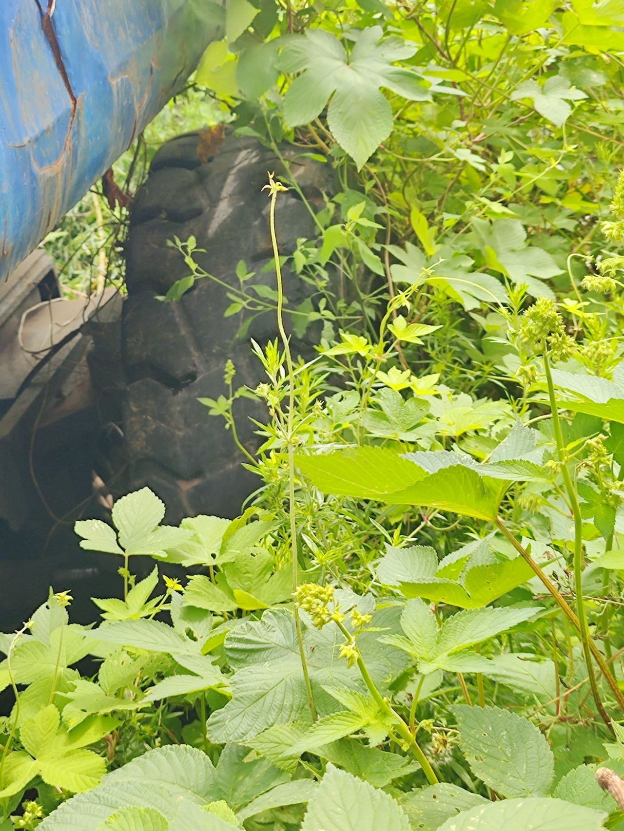 徐工GKS38直臂式高空作业平台