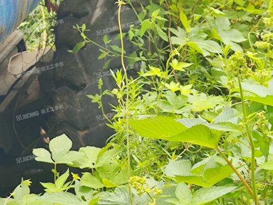 徐工GKS38直臂式高空作业平台