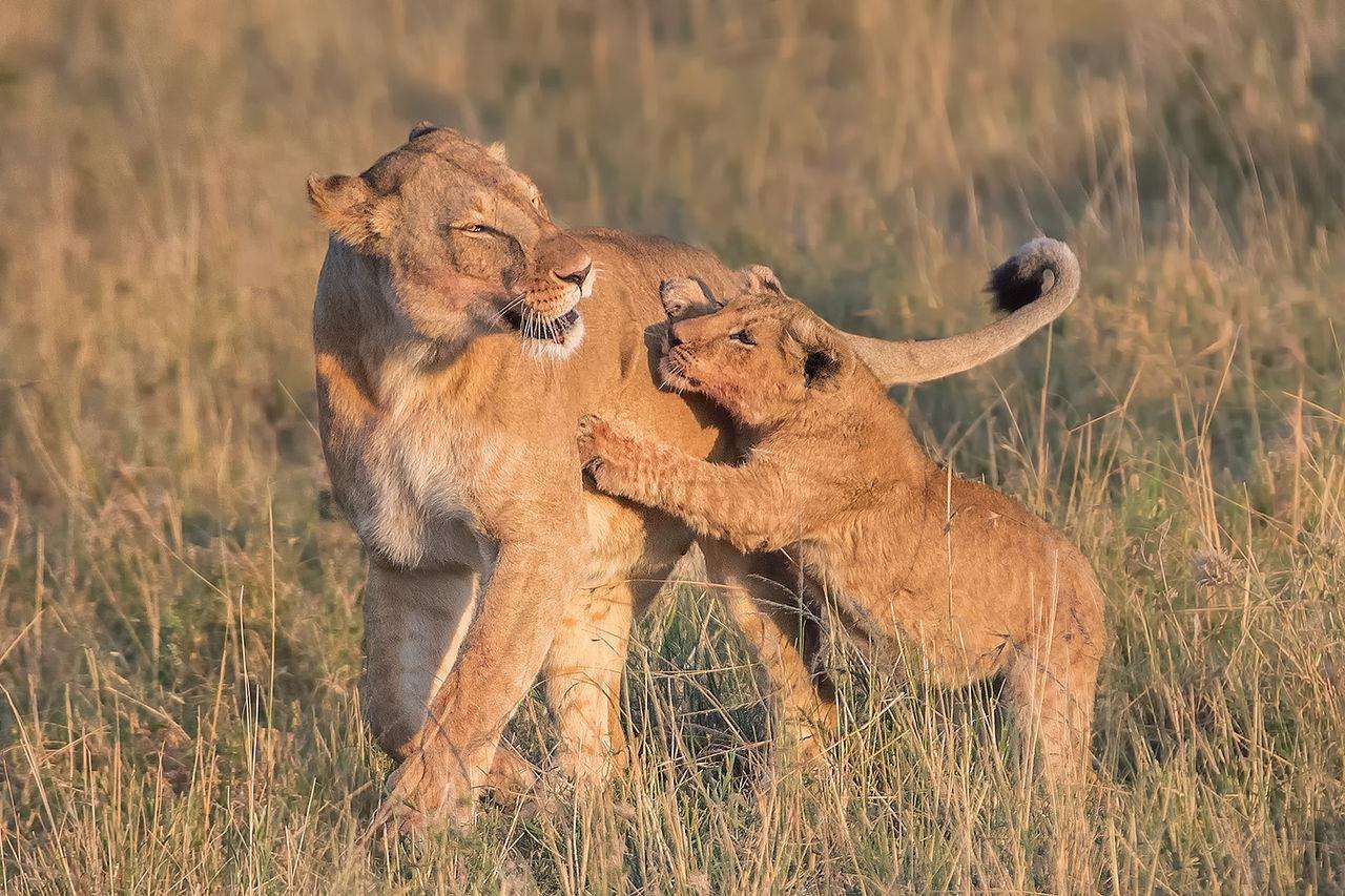 徐工XE60W轮式挖掘机