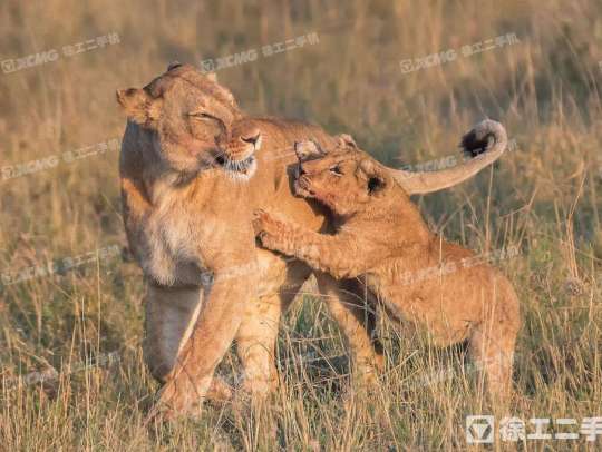 徐工XE60W轮式挖掘机