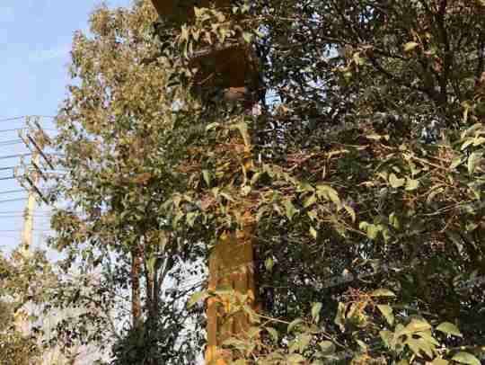 徐工XE225DK履带式挖掘机